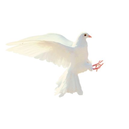 dove