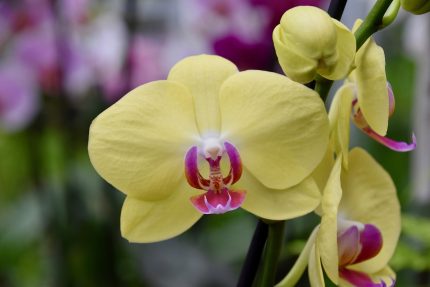flower-4243679_1280