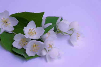 jasmin-2458749_1280
