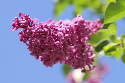 lilac-140200_1280