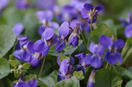 violets-4110708_1280
