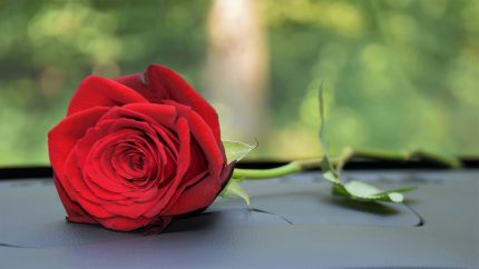 red-rose-on-car-dashboard-3638450_1280