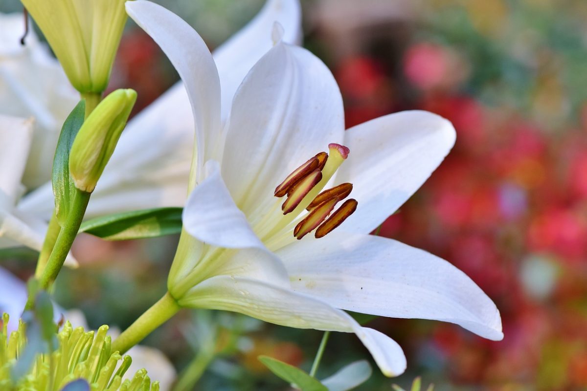 lily-3763573_1280
