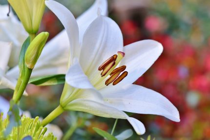 lily-3763573_1280